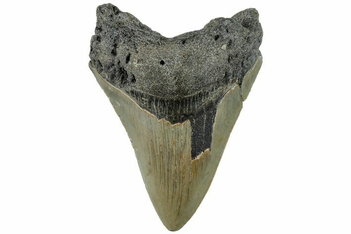 Fossil Megalodon Tooth - North Carolina #200666